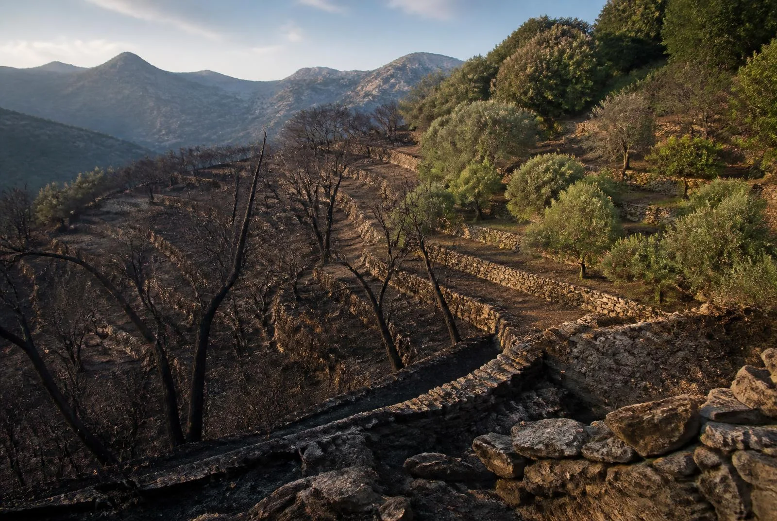 The line where the fire stopped: burned terraces on one side, olives on the other
