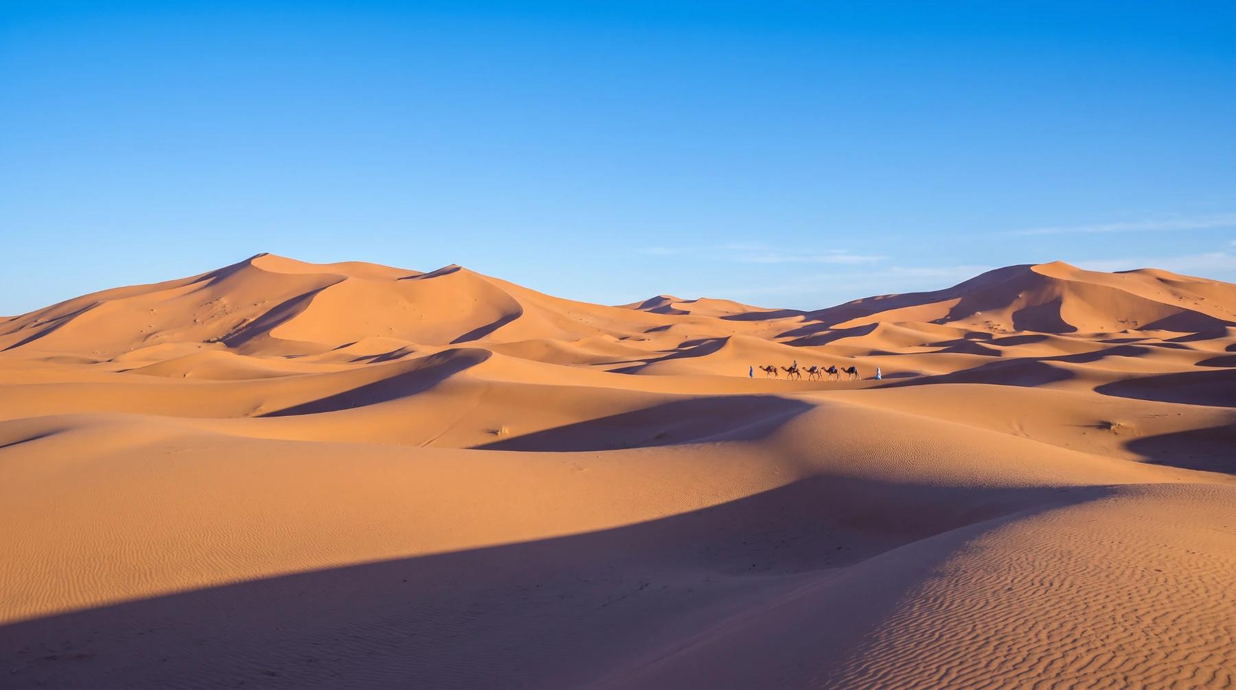 Sahara dunes at first light